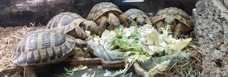 Comment bien nourrir une tortue terrestre ? - Le blog de La Ferme