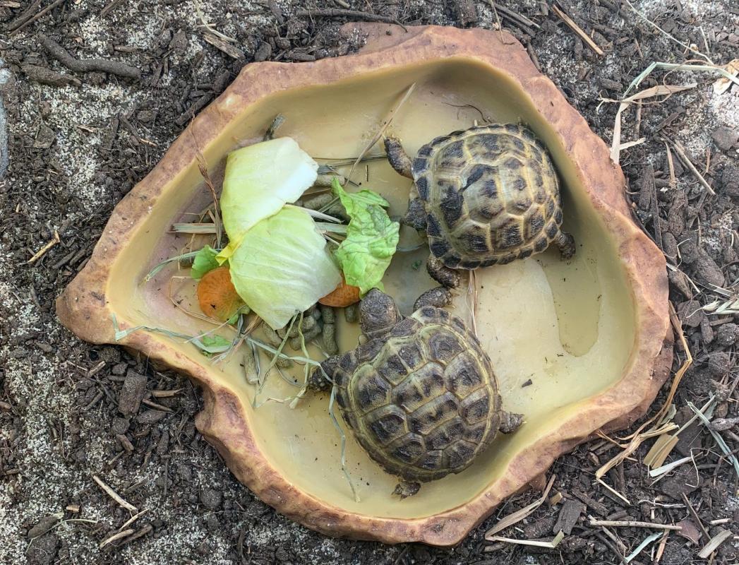 Quelle alimentation pour une tortue de terre ? - Envies Animales